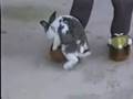 śmieszne zwierzaki (funny sex animals)