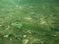 Snoek op jacht (deel 2) Snoek op jacht (deel 2)