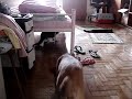 Olavinho nervosinho Olavinho nervosinho