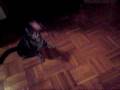 videos de GLaDOS