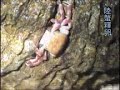 Larval release of landcrabs ??????