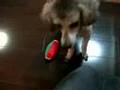�N�[���r�Y����14