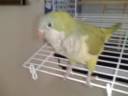 cookie talking outside the cage.3g2