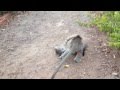 Baby Monkey And Kitten Playing