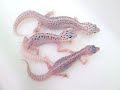 Edmonton Reptile and Amphibian EXPO