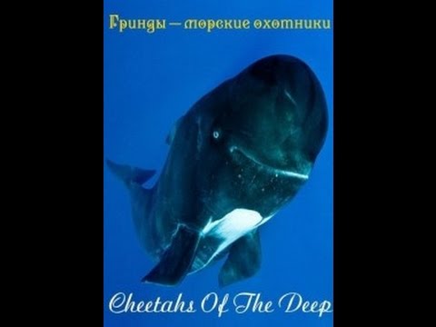 Гринды - морские охотники