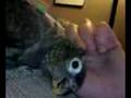 videos de Swoozie and head scritches