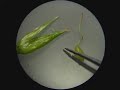 Perigynium dissection