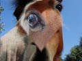 binou-le-beau-gosse.html