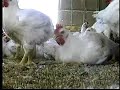 KFC chicken