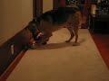 Jerry hits ball with Barney