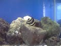 Meu Aquario Marinho (Aquarium Marine) 150L 