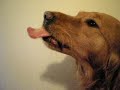 Memphis eating peanut butter!!