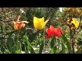 im Garten