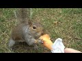 Sorry for my annoying laughing and high pitched voice, lol. soo cute though!! This was filmed in St. James Park in London :) (there are no rabies in the UK, so i wasnt going to get rabies)