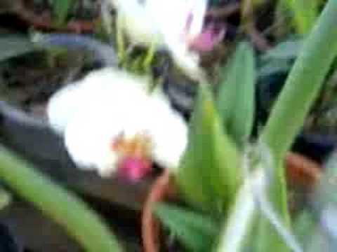 orquideas contato: OU 62 32427040