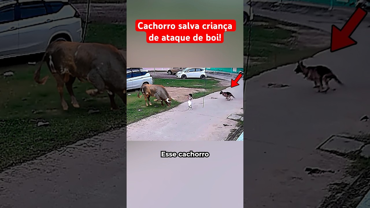 Cachorro Salva Criança Do Ataque De Boi
