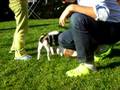 videos de Cuccioli Fox giocano con la mamma e la zia pt.4/6