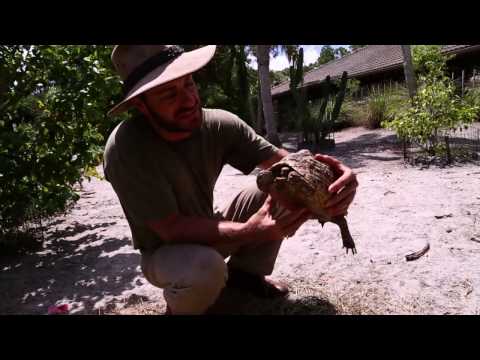 YouTube reptile video