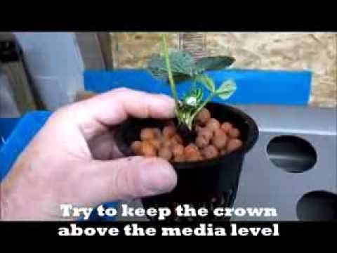 how to transplant plants from soil to hydroponics