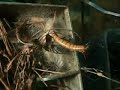 Black Widow eating giant mealworm Black Widow eating giant mealworm