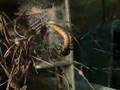 Black Widow eating giant mealworm
