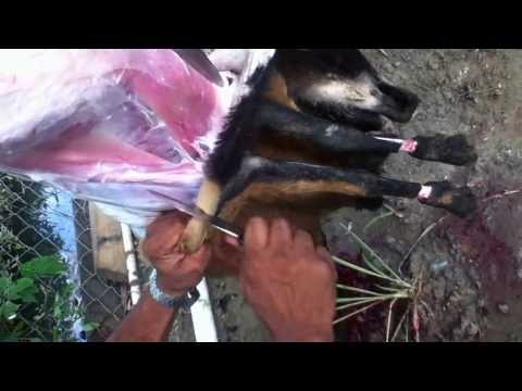 girl killing goat