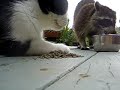 kitty vs Raccoon redux