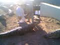 Karachi/Pakistan Sacred Reptiles Karachi/Pakistan Sacred Reptiles