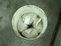 videos de ASL-100 11-17-08 X4