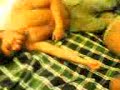 caricone-sulla-frogga.html