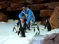 Penguines at Flamingo Las Vegas Penguines at Flamingo Las Vegas