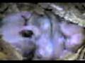 videos de baby hamster II