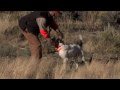 Colorado Hunting Lodges & Resorts: Kessler Canyon Bird Hunting in DeBeque, Colorado