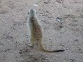 Meerkat 2