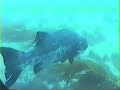 Black Seabass