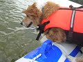 Pallie jumps into the lake