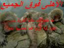 القرود الحمر الاهلوية سابقا