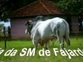 Bitu TE da SM