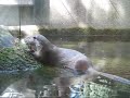 Fischotter
