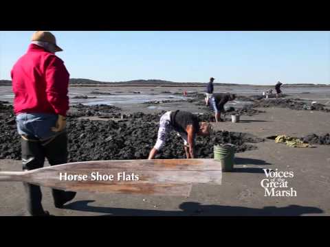 how to whiten scallop shells