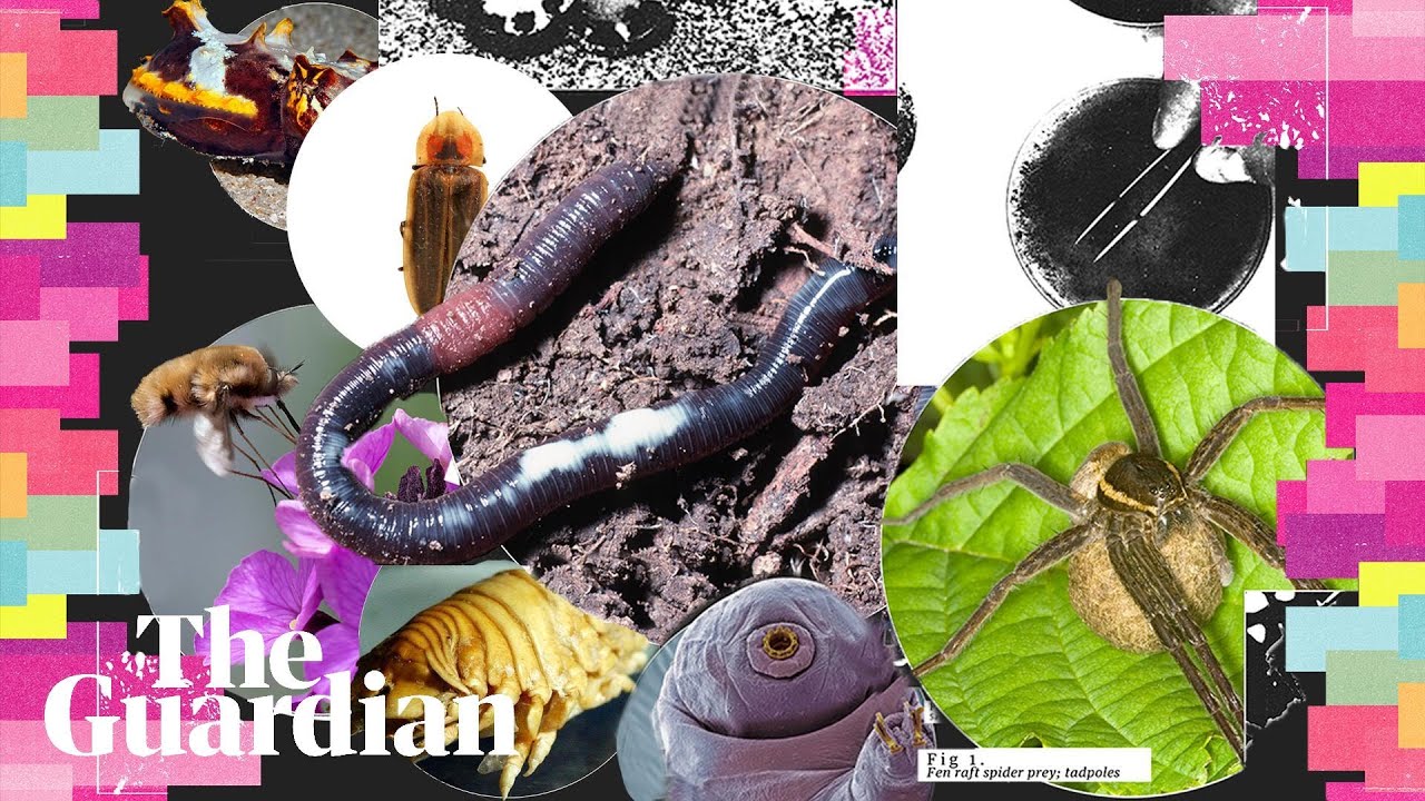The invertebrate of the year compeition is here. Who will you vote for? The invertebrate of the year compeition is here. Who will you vote for?