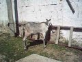 A cachorra e o cabrito