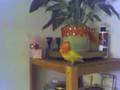 Alvey, learning to fly :)