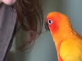 Stewie the Sun Conure