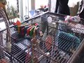 Stewie the Sun Conure