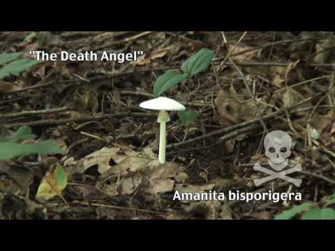 how to know edible mushrooms