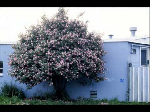 how to transplant mature camellias