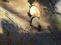 video uploaded by CandyRC