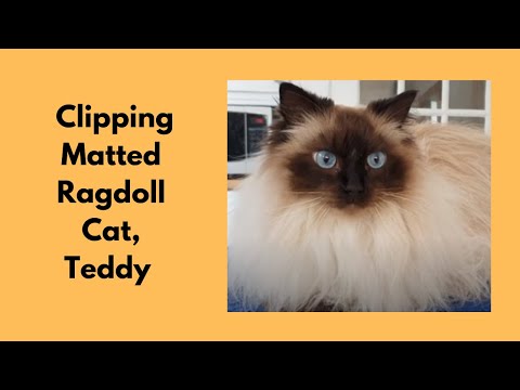 Clipping A Matted Ragdoll Cat